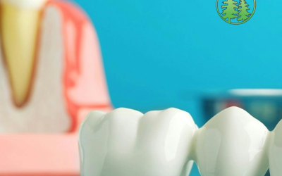tooth anatomy