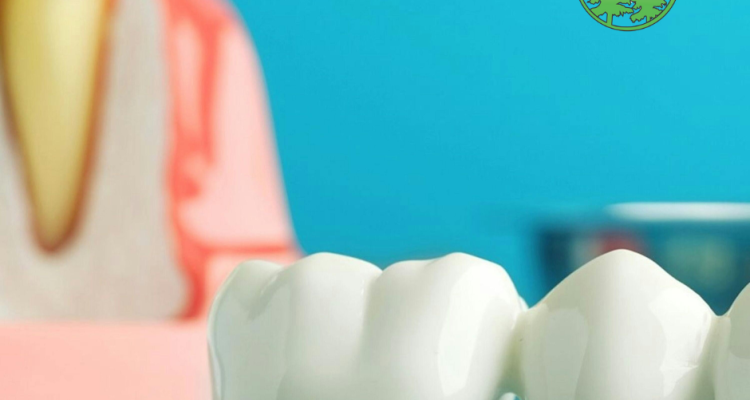tooth anatomy
