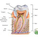 tooth anatomy