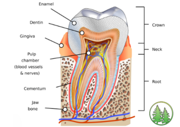 tooth anatomy