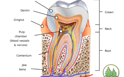 tooth anatomy