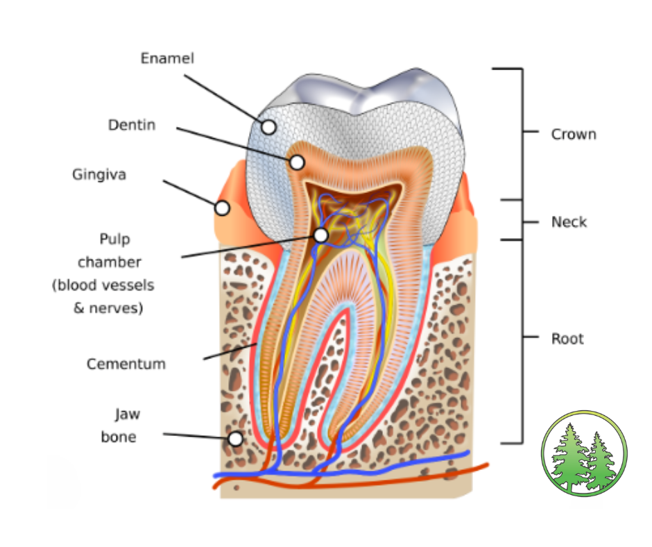 tooth anatomy